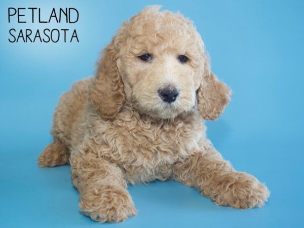 Standard Poodle-DOG-Male-Cream-25602-Dream Tails Sarasota, Florida