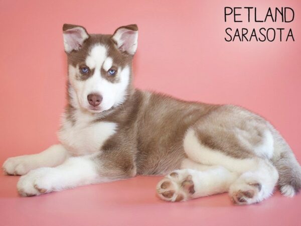 Siberian Husky-DOG-Female-Red / White-25601-Dream Tails Sarasota, Florida