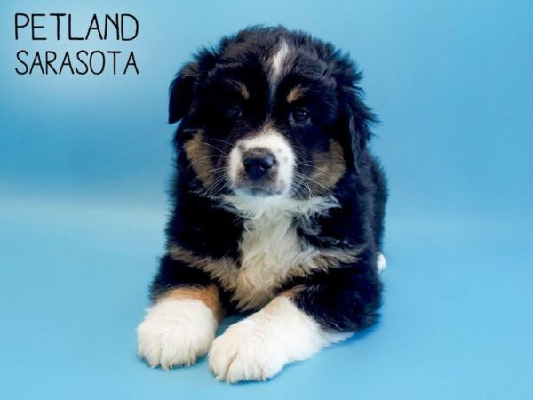 Miniature American Shepherd-DOG-Male-Black Tri-25592-Dream Tails Sarasota, Florida