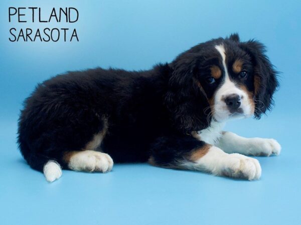 Miniature Bernese Mountain Dog-DOG-Male-Tri-25591-Dream Tails Sarasota, Florida