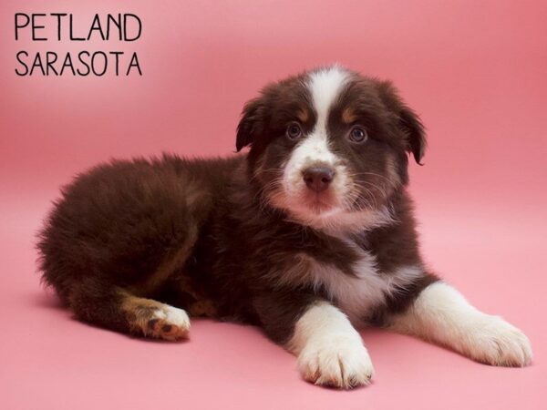 Australian Shepherd-DOG-Female-Red Tri-25588-Dream Tails Sarasota, Florida