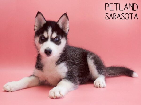 Siberian Husky-DOG-Female-Black White-25587-Dream Tails Sarasota, Florida