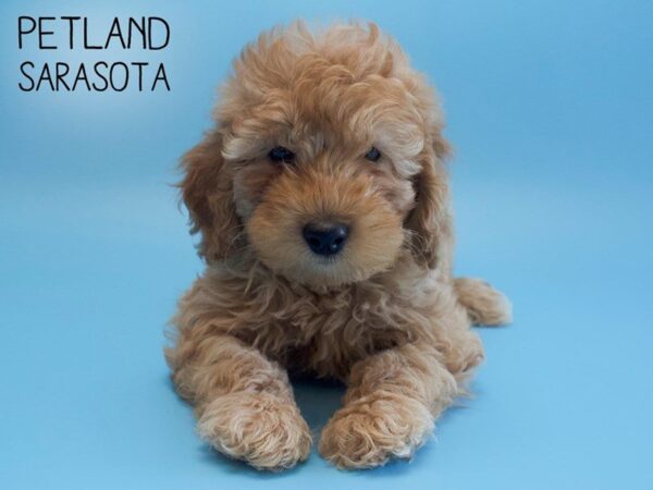F2 MINI GOLDENDOODLE-DOG-Male-Red-25586-Dream Tails Sarasota, Florida