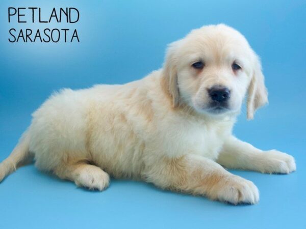 Golden Retriever-DOG-Male-LIGHT GOLDEN-25585-Dream Tails Sarasota, Florida