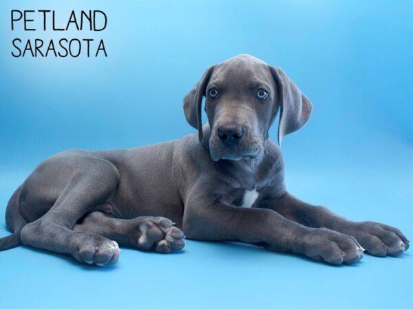 Great Dane-DOG-Male-Gray-25584-Dream Tails Sarasota, Florida