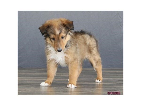 Shetland Sheepdog-DOG-Male-Sable / White-25627-Dream Tails Sarasota, Florida