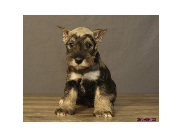 Miniature Schnauzer-DOG-Male-Salt / Pepper-25624-Dream Tails Sarasota, Florida