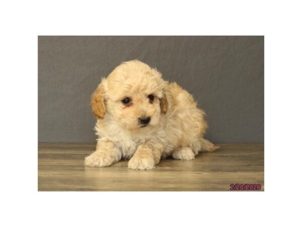 Miniature Poodle-DOG-Female-Apricot-25626-Dream Tails Sarasota, Florida