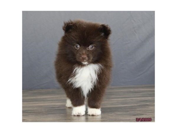 Pomeranian-DOG-Female-Chocolate-25625-Dream Tails Sarasota, Florida