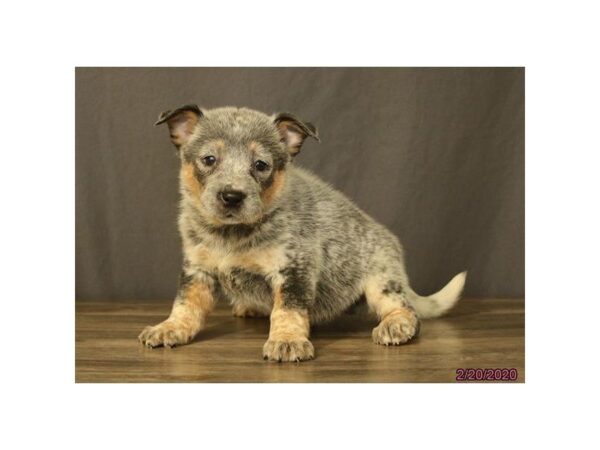 Australian Cattle Dog-DOG-Female-Blue Mottled-25622-Dream Tails Sarasota, Florida
