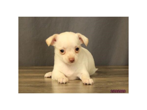 Chihuahua-DOG-Female-Cream-25623-Dream Tails Sarasota, Florida
