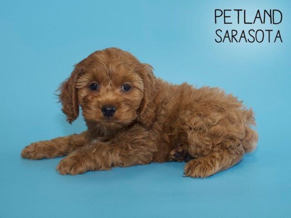Cockapoo-DOG-Male-Red-25629-Dream Tails Sarasota, Florida