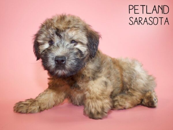 Soft Coated Wheaten Terrier-DOG-Female-Wheaten-25628-Dream Tails Sarasota, Florida