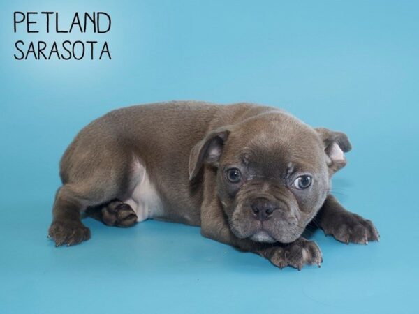 Frenchton-DOG-Male-BLUE-25620-Dream Tails Sarasota, Florida