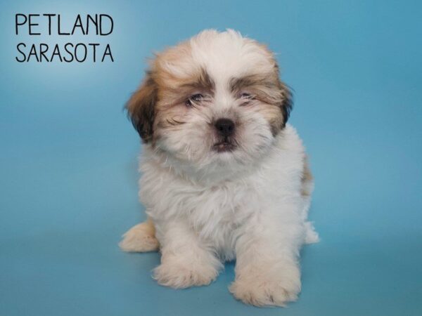 Shih Tzu-DOG-Male-BROWN WHITE-25619-Dream Tails Sarasota, Florida