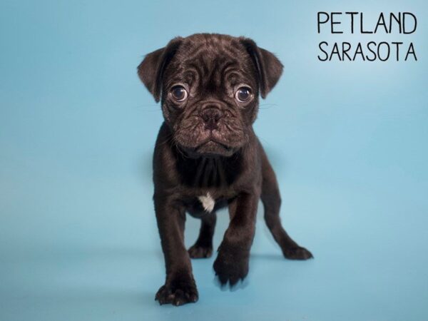 Pug-DOG-Male-BRINDLE-25618-Dream Tails Sarasota, Florida