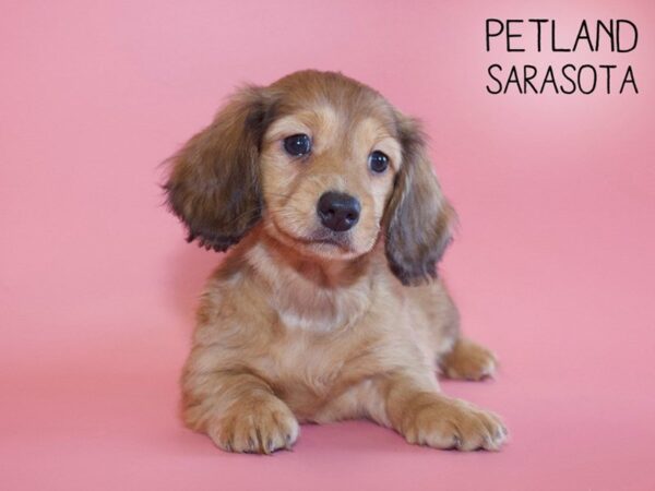 Dachshund-DOG-Female-RED-25616-Dream Tails Sarasota, Florida