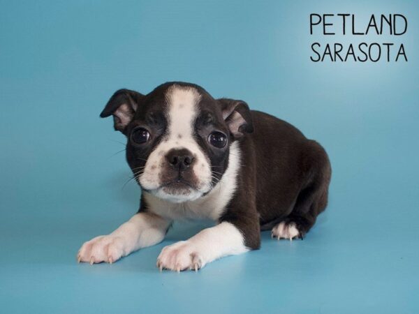 Boston Terrier-DOG-Male-BLK WHITE-25617-Dream Tails Sarasota, Florida