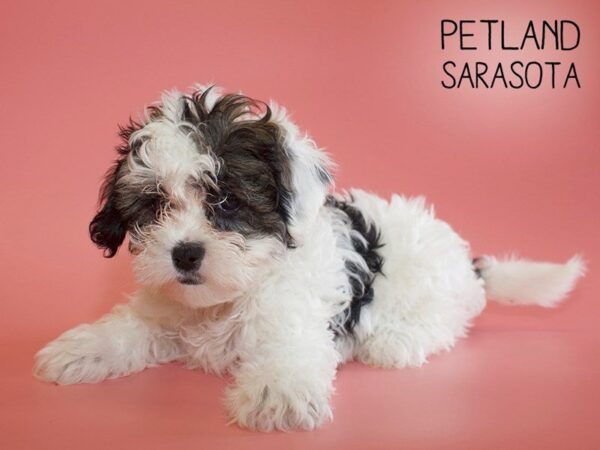 Shihpoo-DOG-Female-brown white-25614-Dream Tails Sarasota, Florida