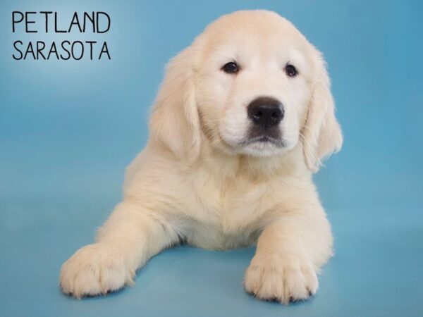 Teddy Bear-DOG-Female-Brown White-25615-Dream Tails Sarasota, Florida