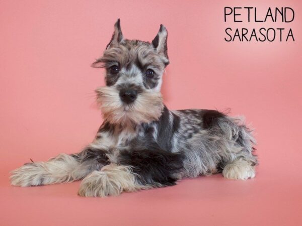 Miniature Schnauzer-DOG-Female-BLUE MERLE-25613-Dream Tails Sarasota, Florida