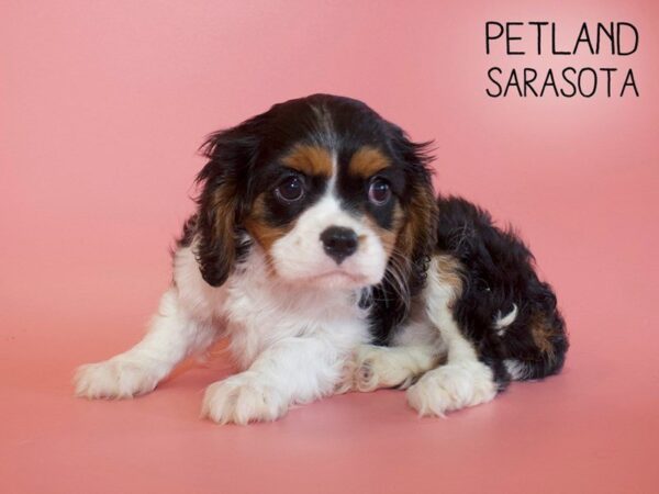 Cavalier King Charles Spaniel-DOG-Female-TRI-25612-Dream Tails Sarasota, Florida