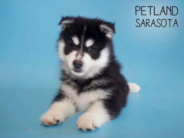 Pomsky-DOG-Male-BLK WH-25611-Dream Tails Sarasota, Florida