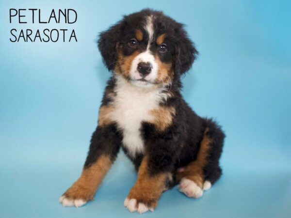 Bernese Mountain Dog-DOG-Male-Tri-25610-Dream Tails Sarasota, Florida
