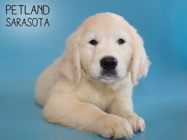 Golden Retriever-DOG-Male-LIGHT GOLDEN-25608-Dream Tails Sarasota, Florida