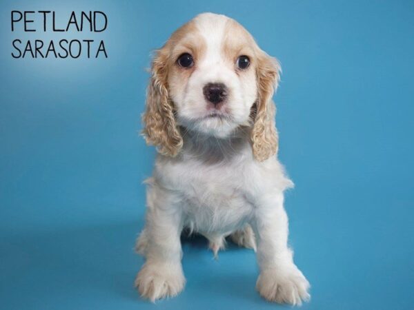 Cocker Spaniel-DOG-Male-BUFF WHITE-25642-Dream Tails Sarasota, Florida