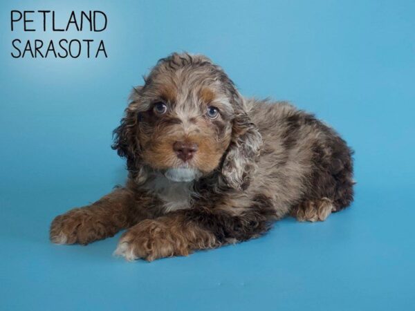 Cockapoo-DOG-Male-CHOC  MERLE-25641-Dream Tails Sarasota, Florida