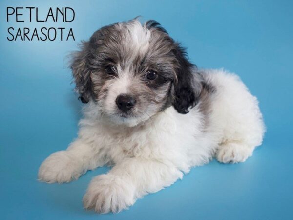 Bichonpoo-DOG-Male-BLUE WHITE-25640-Dream Tails Sarasota, Florida