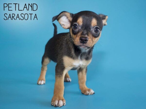 Chihuahua-DOG-Male-BLK TAN-25638-Dream Tails Sarasota, Florida