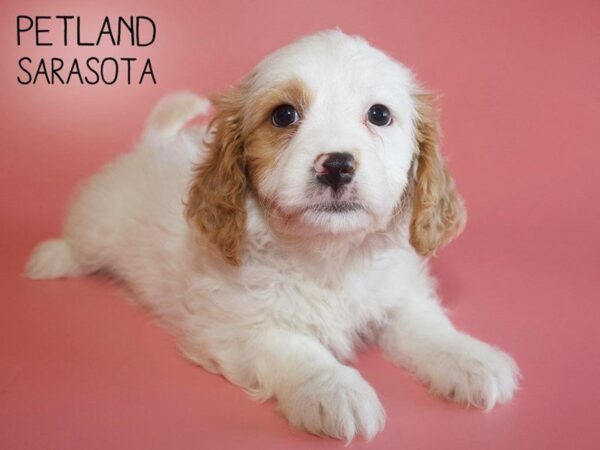 Cavachon-DOG-Female-BLENHEIM-25637-Dream Tails Sarasota, Florida