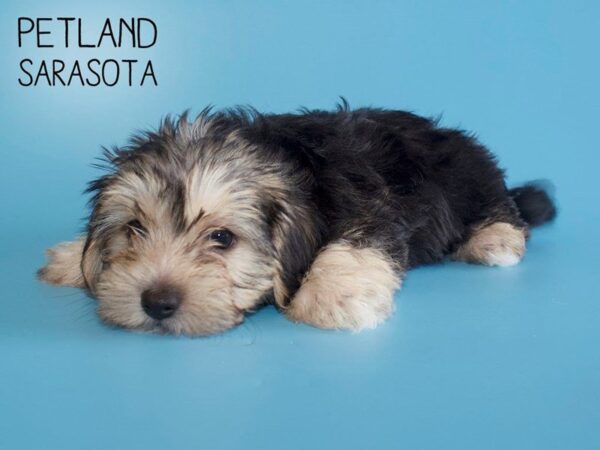 Morkie-DOG-Male-BLK TAN-25636-Dream Tails Sarasota, Florida