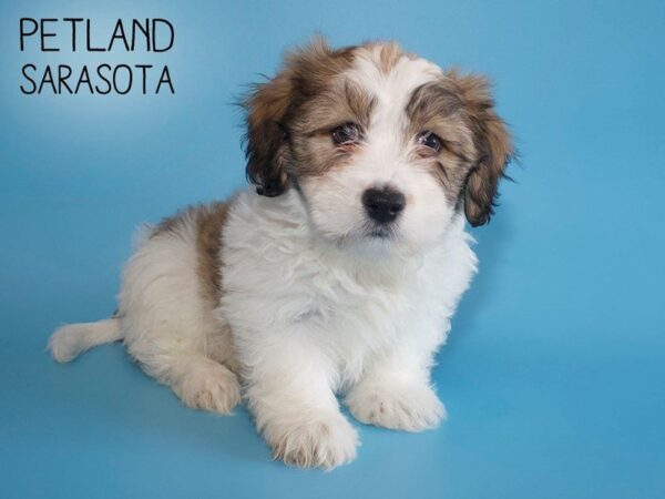 Havanese-DOG-Male-Brown White-25634-Dream Tails Sarasota, Florida