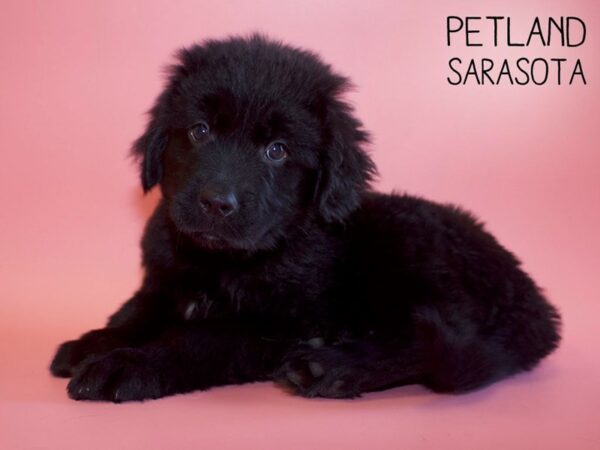 Newfoundland-DOG-Female-Black-25632-Dream Tails Sarasota, Florida
