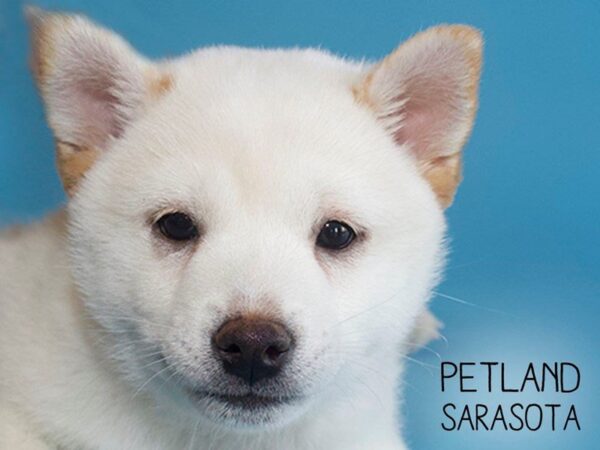 Shiba Inu-DOG-Male-Cream-25631-Dream Tails Sarasota, Florida