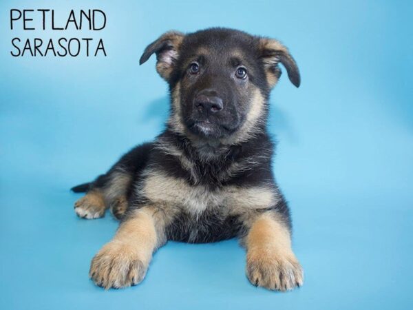 German Shepherd-DOG-Male-Black & Tan-25630-Dream Tails Sarasota, Florida