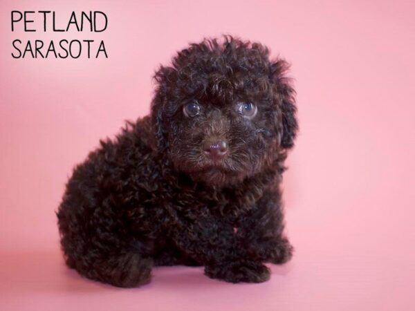 Miniature Poodle-DOG-Female-CHOC-25650-Dream Tails Sarasota, Florida