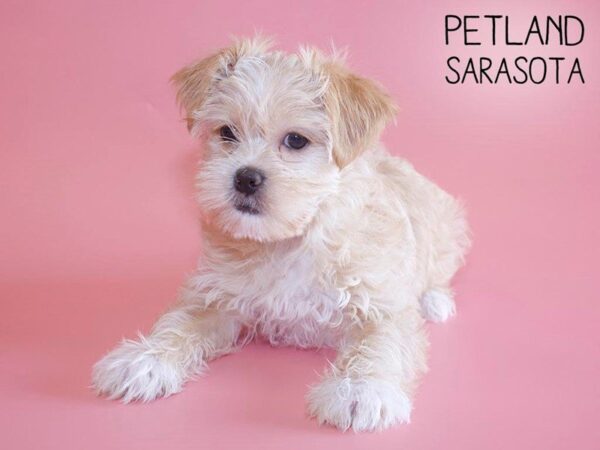 Shorkie-DOG-Female-BEIGE-25649-Dream Tails Sarasota, Florida