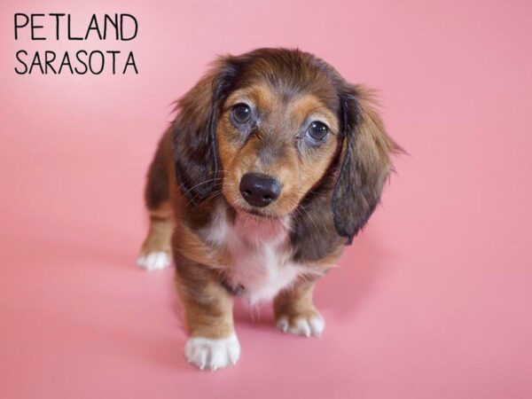Dachshund-DOG-Female-RED-25648-Dream Tails Sarasota, Florida