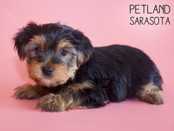 Yorkiepoo-DOG-Female-BLK TAN-25646-Dream Tails Sarasota, Florida