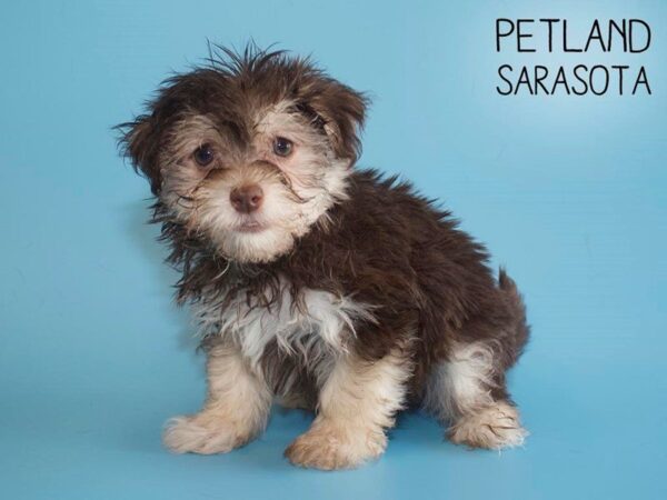 Havanese-DOG-Male-CHOC-25645-Dream Tails Sarasota, Florida