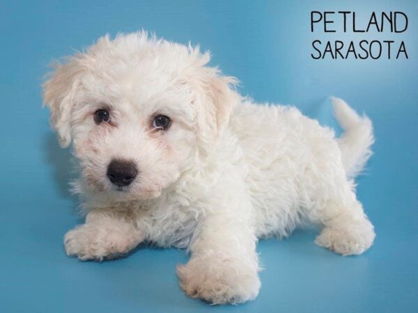 Bichon Frise-DOG-Male-White-25644-Dream Tails Sarasota, Florida