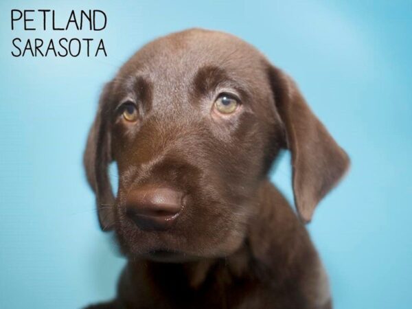 Labrador Retriever-DOG-Male-Chocolate-25643-Dream Tails Sarasota, Florida