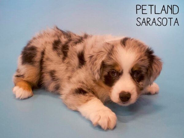 Miniature Australian Shepherd-DOG-Male-BLUE MERLE-25672-Dream Tails Sarasota, Florida