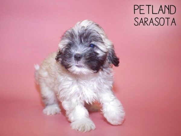 Teddy Bear-DOG-Female-brown white-25671-Dream Tails Sarasota, Florida