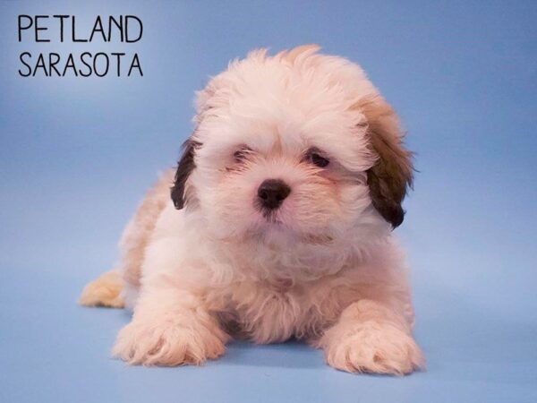 Shih Tzu-DOG-Male-brown white-25670-Dream Tails Sarasota, Florida