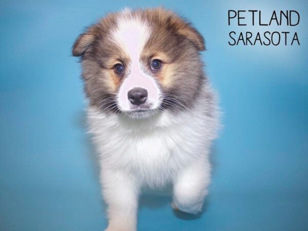 Pomeranian-DOG-Male-SABLE WHITE-25668-Dream Tails Sarasota, Florida